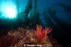 Anacapa Seascape. A red gorgonian against the backdrop of... by Douglas Klug 